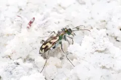 Crimson Saltflat Tiger Beetle thumbnail 4