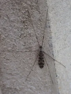 Dicranomyia simulans thumbnail 3