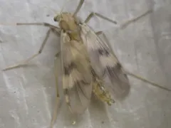 Psectrotanypus discolor thumbnail 1
