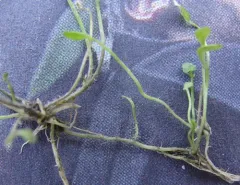 New Zealand bittercress thumbnail 2