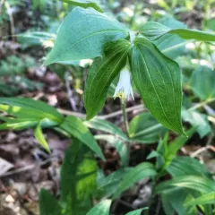 rough-fruited fairybells thumbnail 2