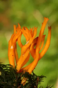 Jelly-antler thumbnail 1