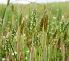 Pacific foxtail thumbnail 3