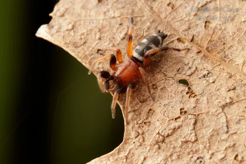 Sergiolus decoratus