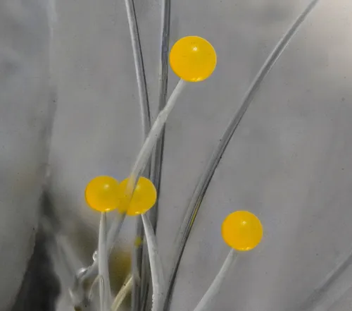 Phycomyces nitens