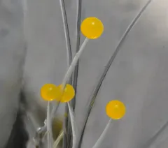 Phycomyces nitens thumbnail 1