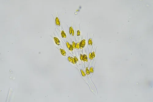 Dinobryon sertularia