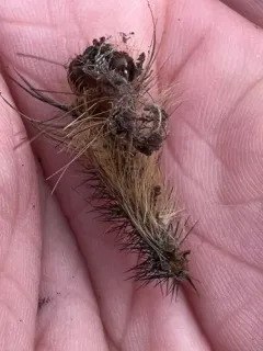 Entomophaga maimaiga thumbnail 3