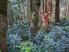 Japanese Skimmia thumbnail 1