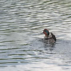 Green-winged Teal thumbnail 3