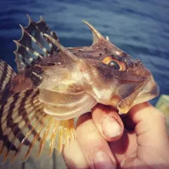 Longhorn Sculpin thumbnail 3