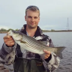 Striped Bass thumbnail 2