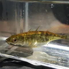 Blackspotted Stickleback thumbnail 2