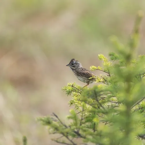 Lincoln's Sparrow