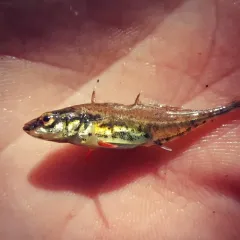 Fourspine Stickleback thumbnail 2