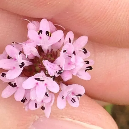 shortspur seablush