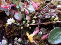 Muhlenberg's Cord-moss thumbnail 3