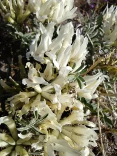 Columbian Milkvetch thumbnail 2