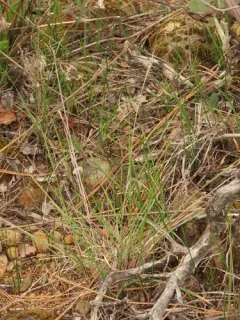 Big Squirreltail thumbnail 2