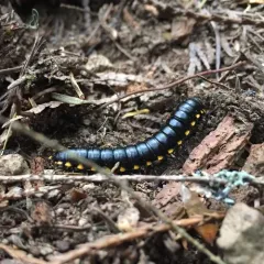 Yellow-spotted Millipede thumbnail 2