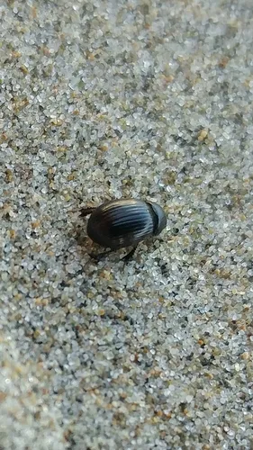 Aegialia crassa