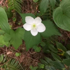 Columbian Windflower thumbnail 2