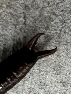 Ring-legged Earwig thumbnail 3