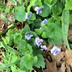 common blue violet thumbnail 5