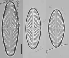 Navicula reinhardtii thumbnail 4