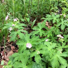 wild geranium thumbnail 5