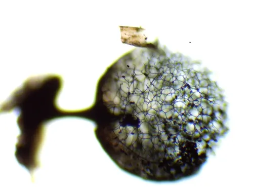 Lamproderma echinosporum