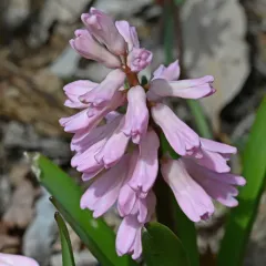 Hyacinth thumbnail 3