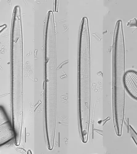 Tryblionella brunoi