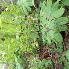 early meadow-rue thumbnail 4