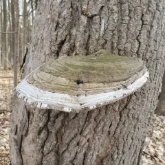Ganoderma megaloma thumbnail 4