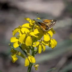 Juba Skipper thumbnail 1