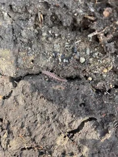 Common Flat-backed Millipede thumbnail 3