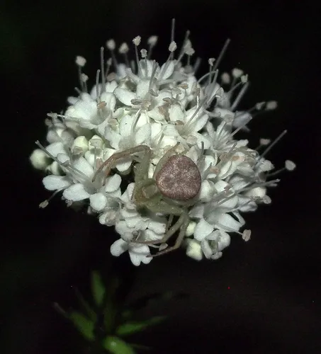 Marsh Valerian