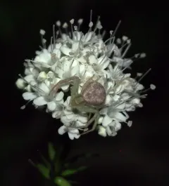 Marsh Valerian thumbnail 1