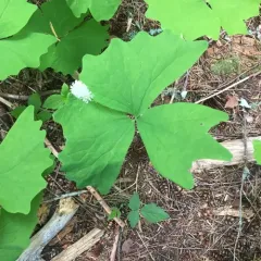 vanilla leaf thumbnail 3