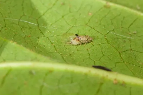Cacopsylla fatsiae