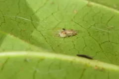 Cacopsylla fatsiae thumbnail 1