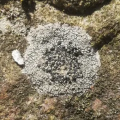 concentric boulder lichen thumbnail 1