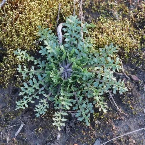 Lesser swine-cress