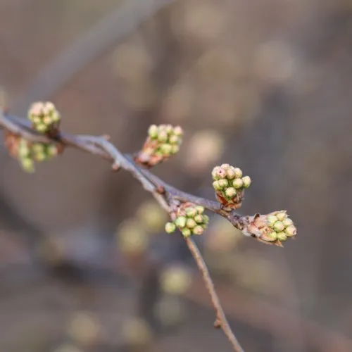 Callery pear