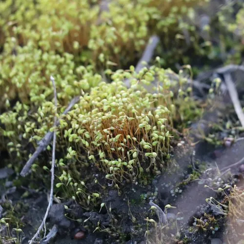Bonfire moss