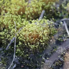 Bonfire moss thumbnail 1