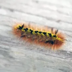 Silver-spotted Tiger Moth thumbnail 4
