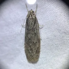 Aurora Flatbody Moth thumbnail 2