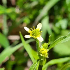 woodland buttercup thumbnail 2